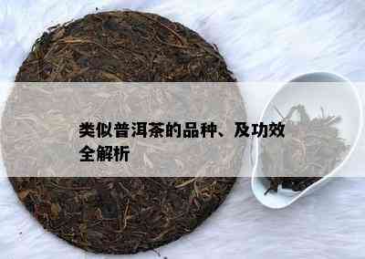 类似普洱茶的品种、及功效全解析