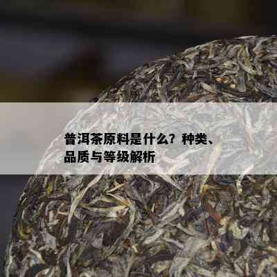 普洱茶原料是什么？种类、品质与等级解析