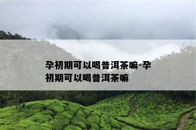 孕初期可以喝普洱茶嘛-孕初期可以喝普洱茶嘛