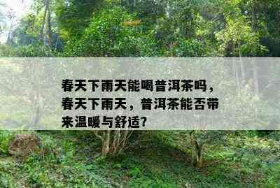 春天下雨天能喝普洱茶吗，春天下雨天，普洱茶能否带来温暖与舒适？