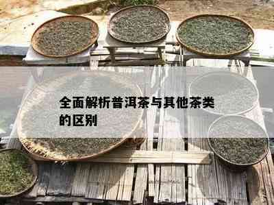 全面解析普洱茶与其他茶类的区别