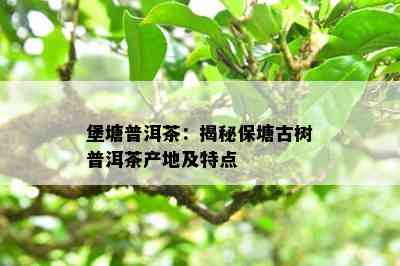 堡塘普洱茶：揭秘保塘古树普洱茶产地及特点