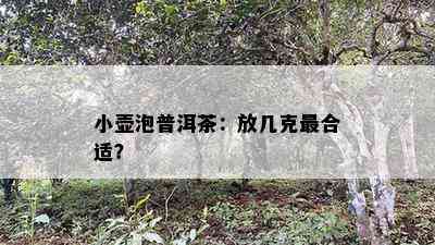 小壶泡普洱茶：放几克最合适？