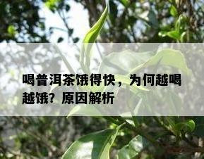 喝普洱茶饿得快，为何越喝越饿？原因解析