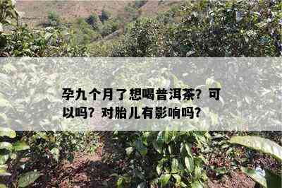 孕九个月了想喝普洱茶？可以吗？对胎儿有影响吗？