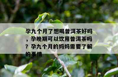 孕九个月了想喝普洱茶好吗，孕晚期可以饮用普洱茶吗？孕九个月的妈妈需要了解的事情