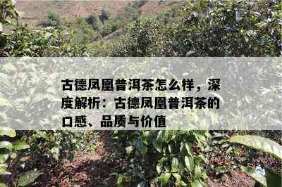 古德凤凰普洱茶怎么样，深度解析：古德凤凰普洱茶的口感、品质与价值