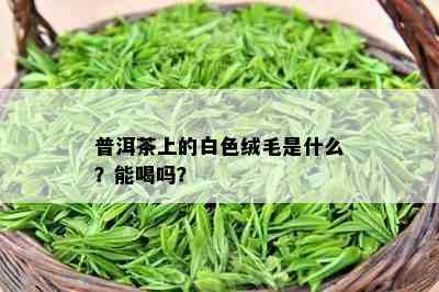 普洱茶上的白色绒毛是什么？能喝吗？