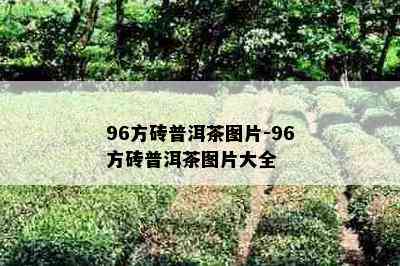 96方砖普洱茶图片-96方砖普洱茶图片大全