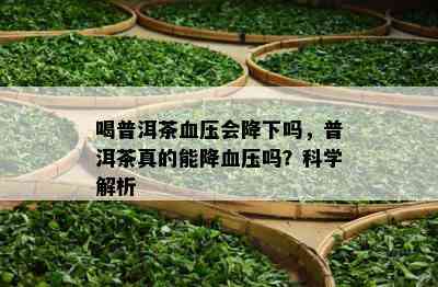 喝普洱茶血压会降下吗，普洱茶真的能降血压吗？科学解析