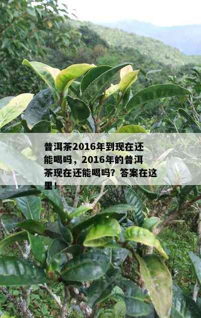 普洱茶2016年到现在还能喝吗，2016年的普洱茶现在还能喝吗？答案在这里！