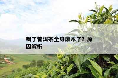 喝了普洱茶全身麻木了？原因解析