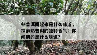 熟普洱闻起来是什么味道，探索熟普洱的独特香气：你闻到的是什么味道？