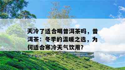 天冷了适合喝普洱茶吗，普洱茶：冬季的温暖之选，为何适合寒冷天气饮用？