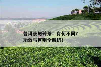 普洱茶与砖茶：有何不同？功效与区别全解析！