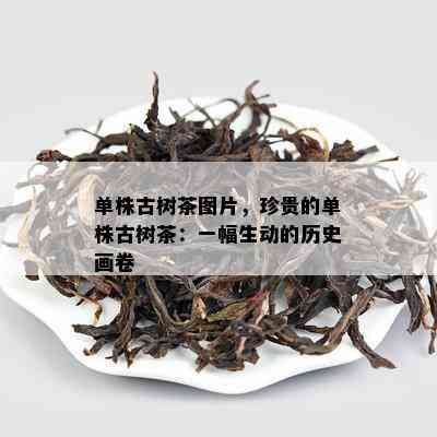 单株古树茶图片，珍贵的单株古树茶：一幅生动的历史画卷