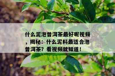 什么泥泡普洱茶更好呢视频，揭秘：什么泥料最适合泡普洱茶？看视频就知道！