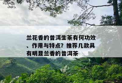 兰花香的普洱生茶有何功效、作用与特点？推荐几款具有明显兰香的普洱茶