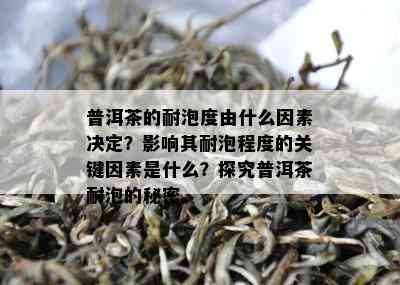 普洱茶的耐泡度由什么因素决定？影响其耐泡程度的关键因素是什么？探究普洱茶耐泡的秘密。