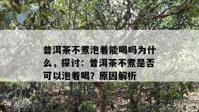 普洱茶不煮泡着能喝吗为什么，探讨：普洱茶不煮是否可以泡着喝？原因解析