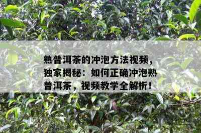 熟普洱茶的冲泡方法视频，独家揭秘：如何正确冲泡熟普洱茶，视频教学全解析！