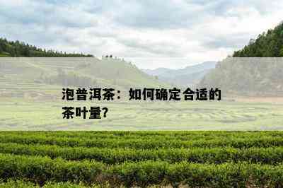 泡普洱茶：如何确定合适的茶叶量？