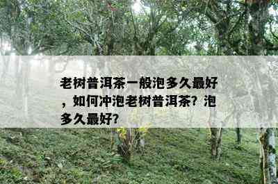 老树普洱茶一般泡多久更好，如何冲泡老树普洱茶？泡多久更好？