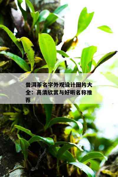 普洱茶名字外观设计图片大全：高清欣赏与好听名称推荐