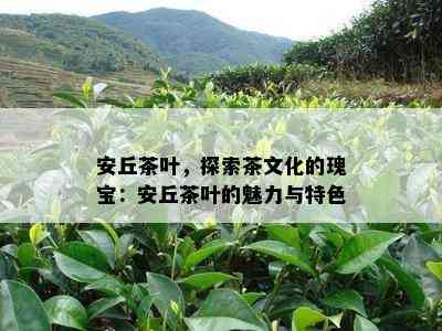 安丘茶叶，探索茶文化的瑰宝：安丘茶叶的魅力与特色