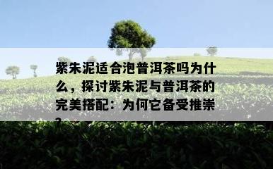 紫朱泥适合泡普洱茶吗为什么，探讨紫朱泥与普洱茶的完美搭配：为何它备受推崇？