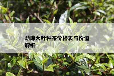 勐库大叶种茶价格表与价值解析