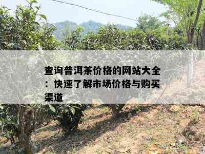 查询普洱茶价格的网站大全：快速了解市场价格与购买渠道