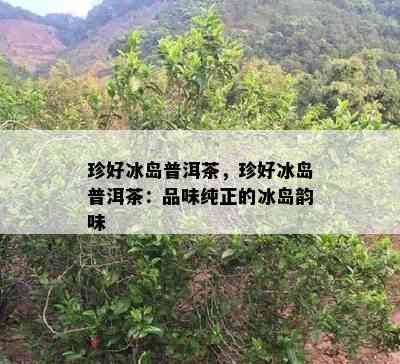 珍好冰岛普洱茶，珍好冰岛普洱茶：品味纯正的冰岛韵味