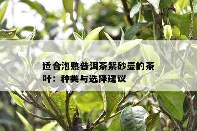 适合泡熟普洱茶紫砂壶的茶叶：种类与选择建议