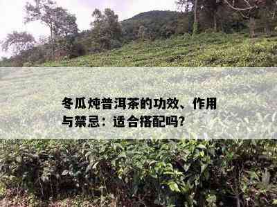 冬瓜炖普洱茶的功效、作用与禁忌：适合搭配吗？