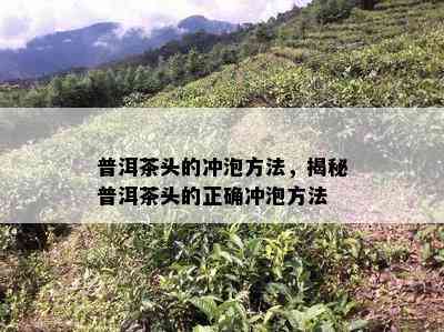 普洱茶头的冲泡方法，揭秘普洱茶头的正确冲泡方法