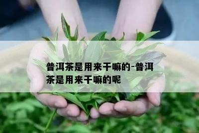 普洱茶是用来干嘛的-普洱茶是用来干嘛的呢