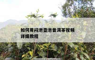 如何用闷泡壶泡普洱茶视频详细教程