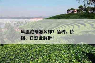 凤凰沱茶怎么样？品种、价格、口感全解析！