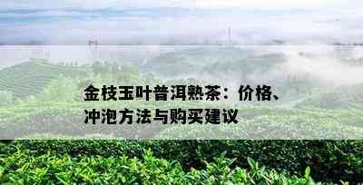 金枝玉叶普洱熟茶：价格、冲泡方法与购买建议