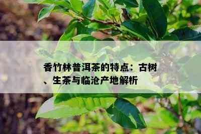 香竹林普洱茶的特点：古树、生茶与临沧产地解析