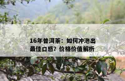 16年普洱茶：如何冲泡出更佳口感？价格价值解析