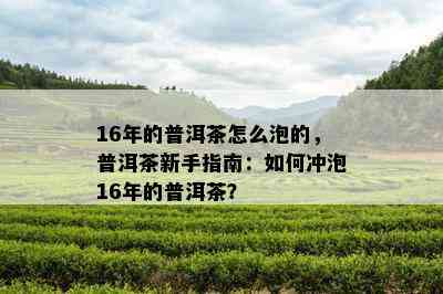 16年的普洱茶怎么泡的，普洱茶新手指南：如何冲泡16年的普洱茶？