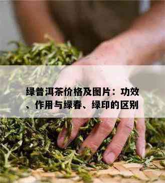 绿普洱茶价格及图片：功效、作用与绿春、绿印的区别