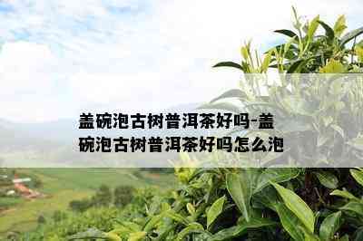 盖碗泡古树普洱茶好吗-盖碗泡古树普洱茶好吗怎么泡