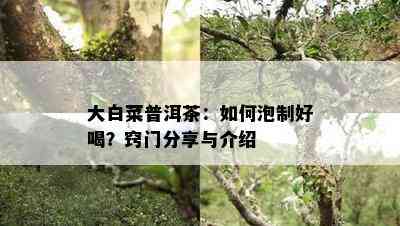 大白菜普洱茶：如何泡制好喝？窍门分享与介绍