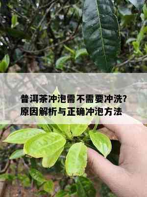 普洱茶冲泡需不需要冲洗？原因解析与正确冲泡方法