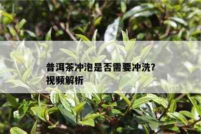 普洱茶冲泡是否需要冲洗？视频解析