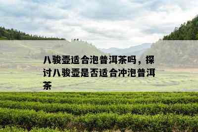 八骏壶适合泡普洱茶吗，探讨八骏壶是否适合冲泡普洱茶