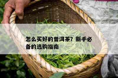 怎么买好的普洱茶？新手必备的选购指南